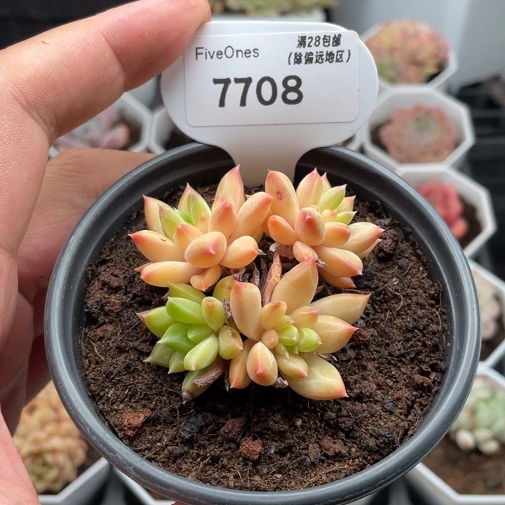 7708甲骨文5.5厘米