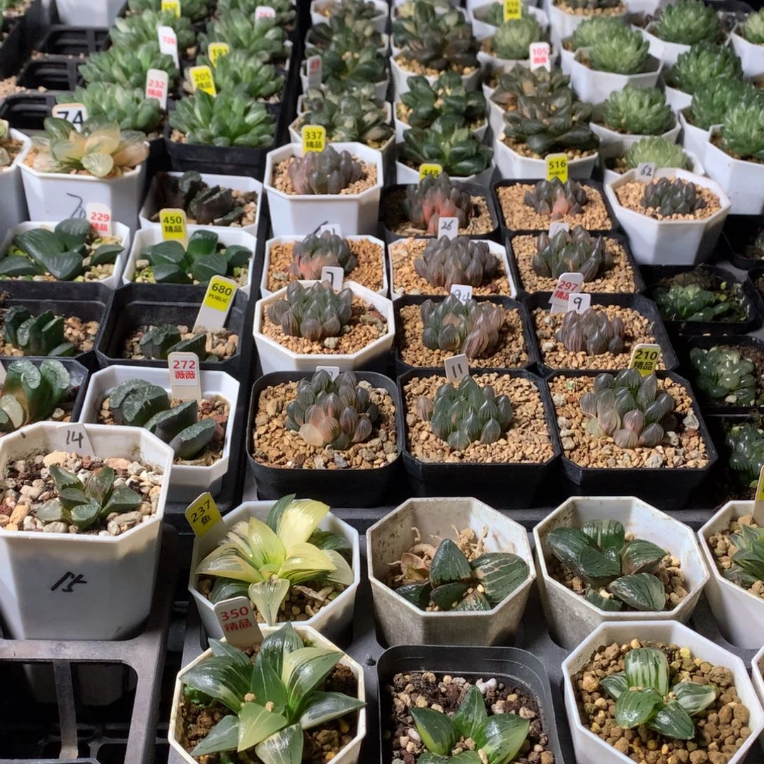 @***️以实际为准预存1558888999