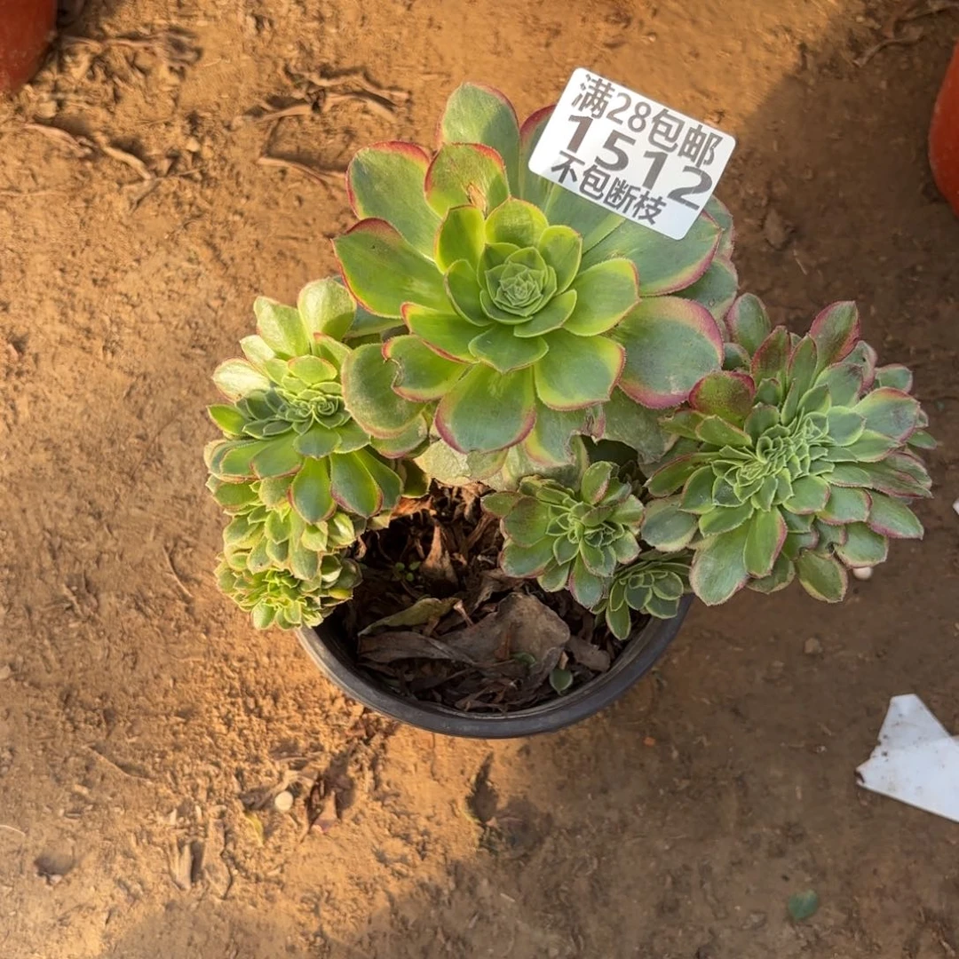 M 1512奶白缀多肉，acen