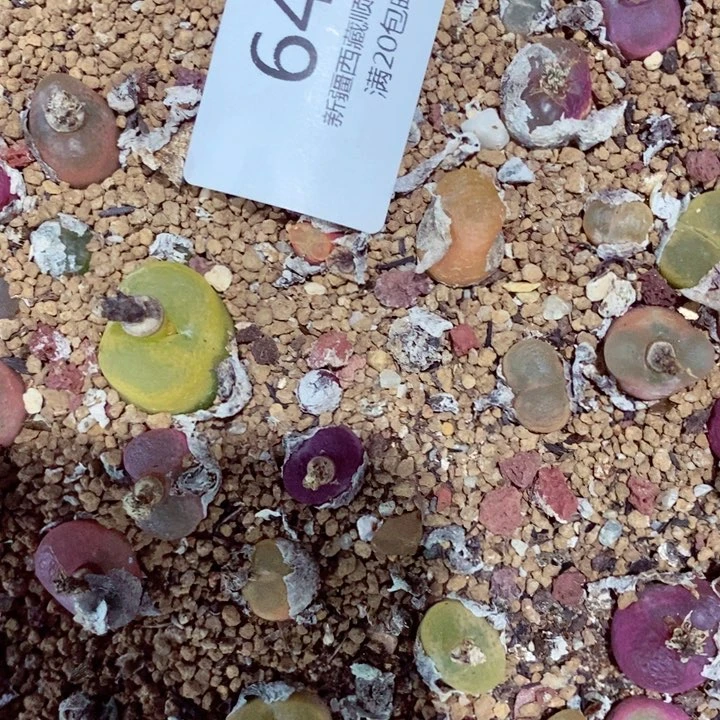 7**～我是一只小小鸟地域鬼640