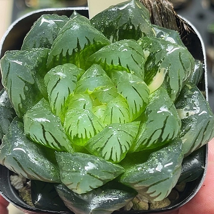 97巨大化龙鳞玉露锦