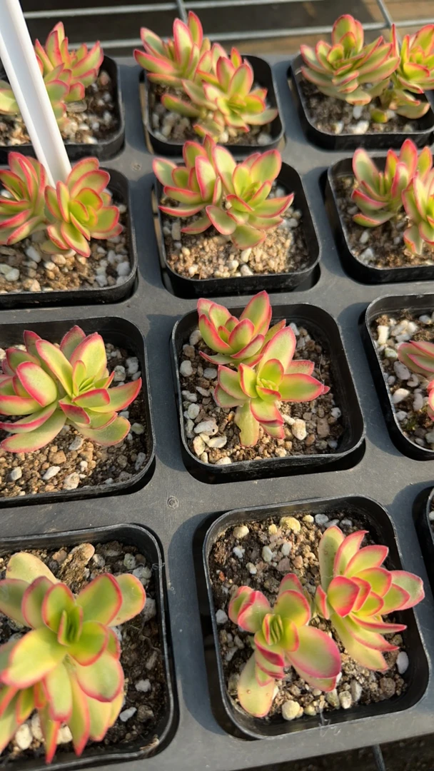 天狗之舞锦多肉植物 脱土