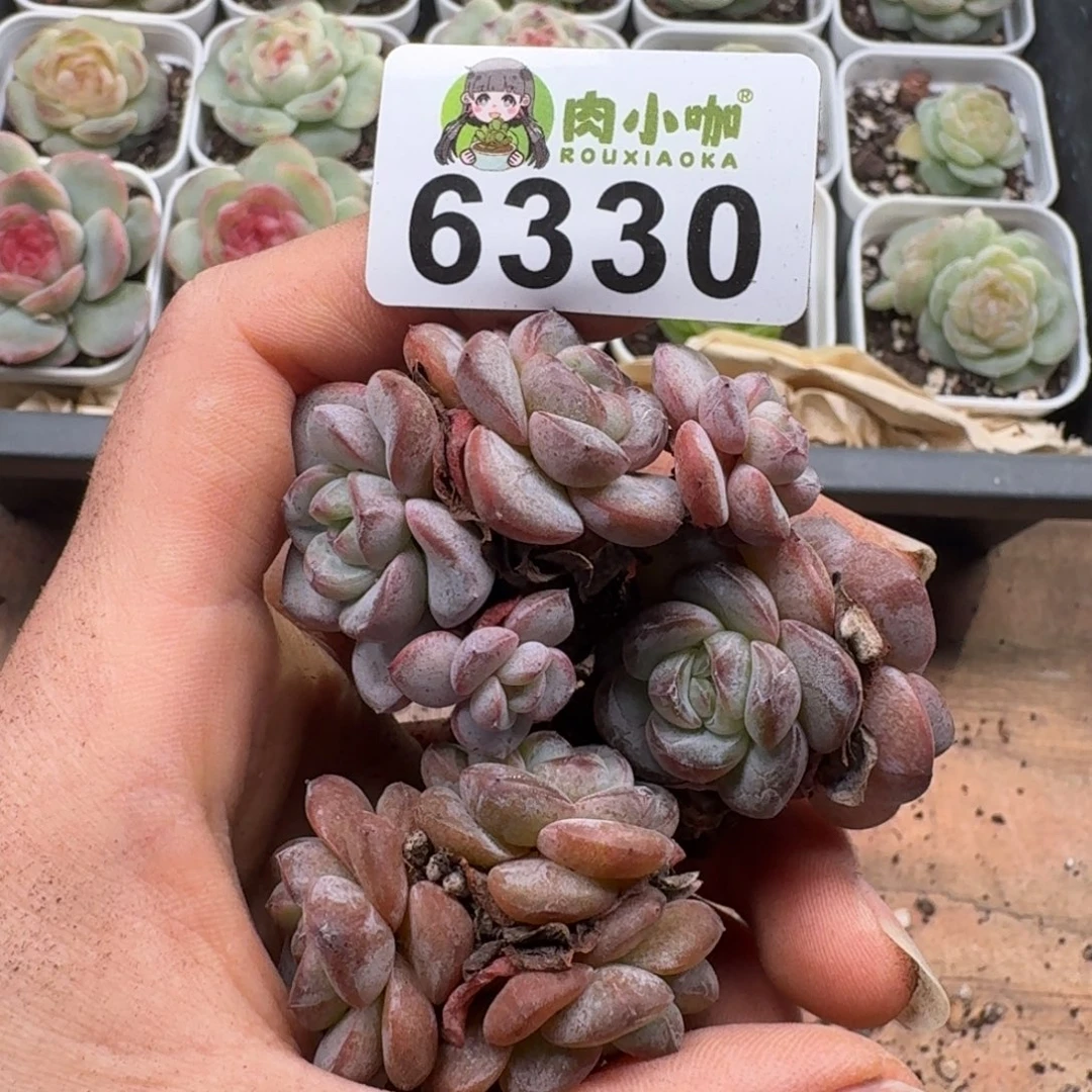 多肉植物多肉植物