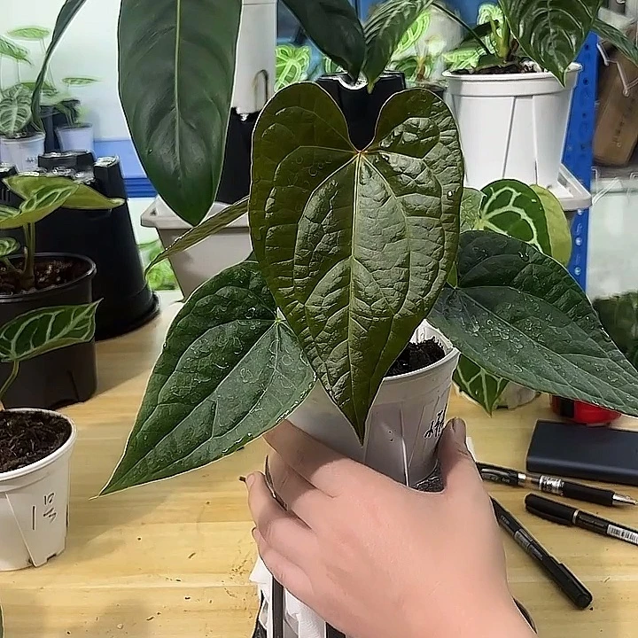 无花朵奢华杂花烛