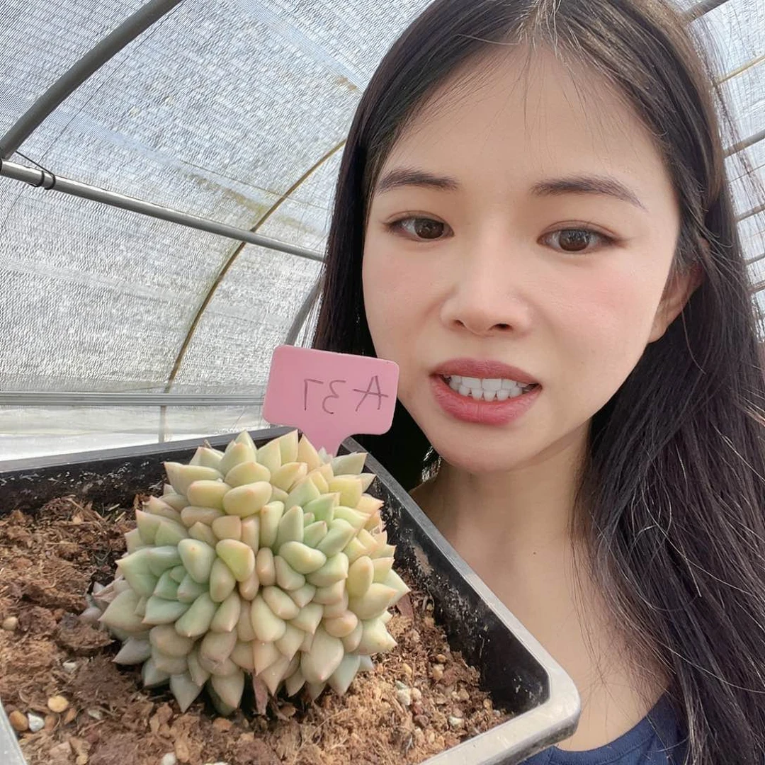 多肉植物一物一拍