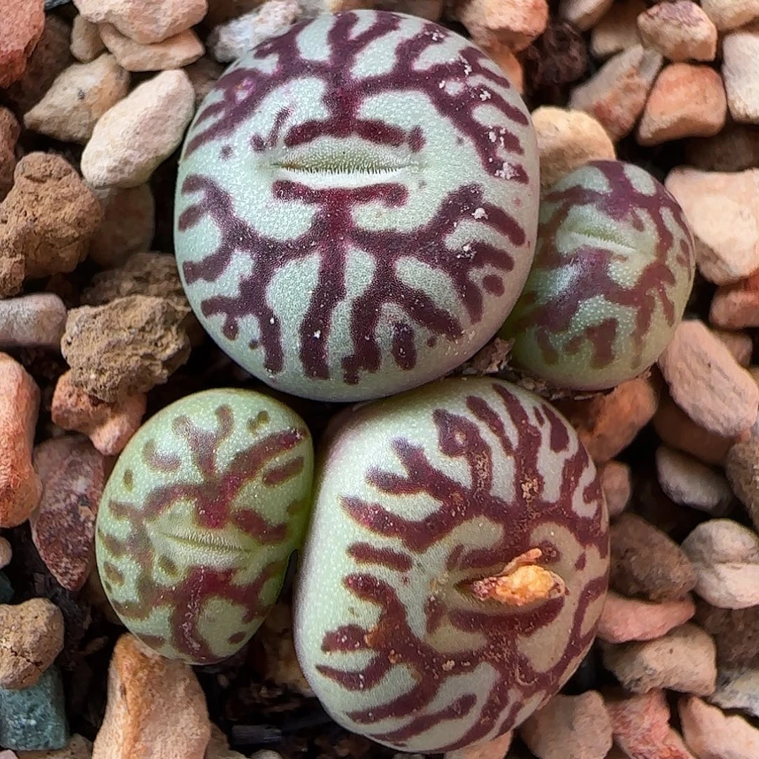 多肉植物母本优惠164号