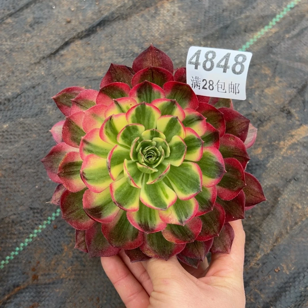 多肉植物4848海王