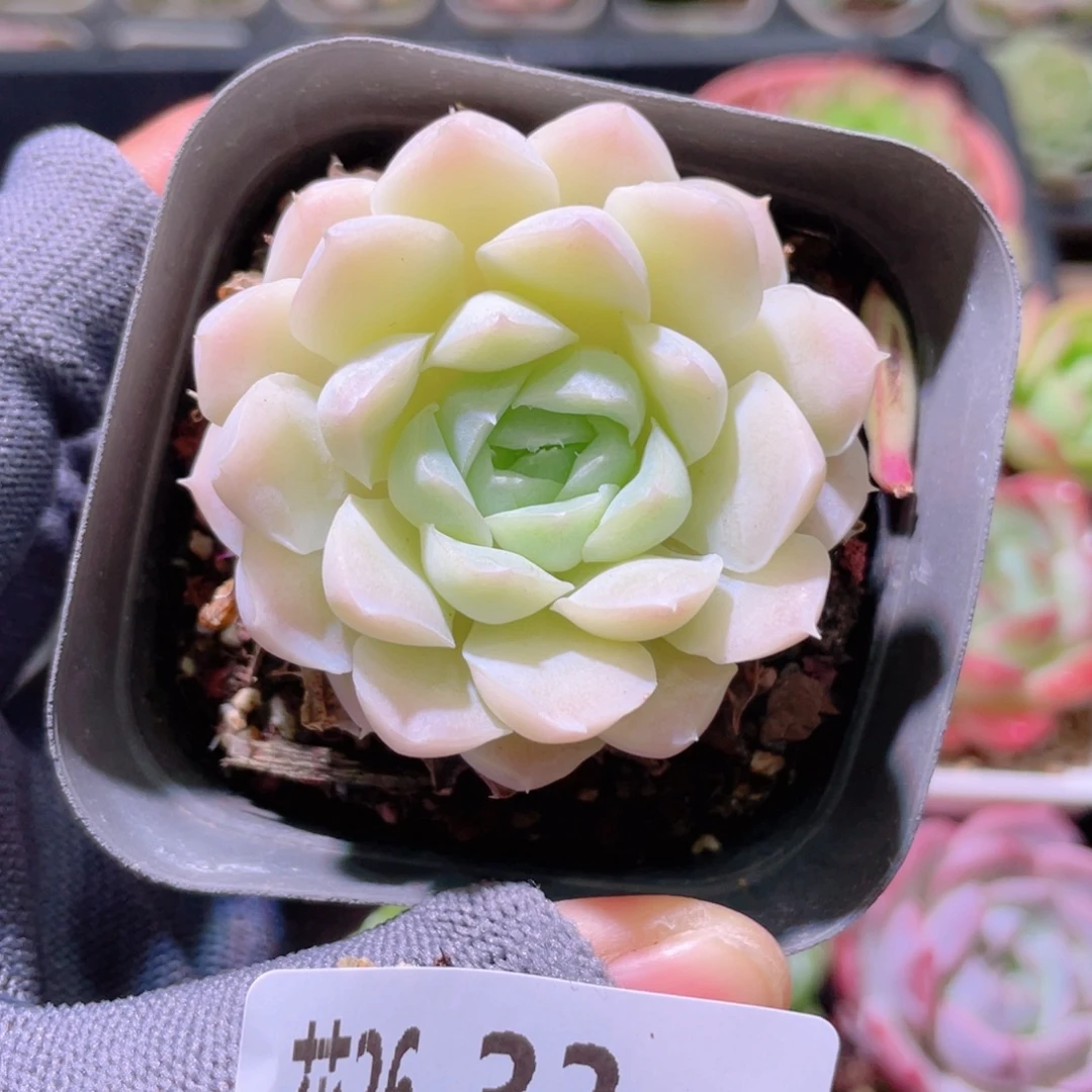 花利美26-33白月影