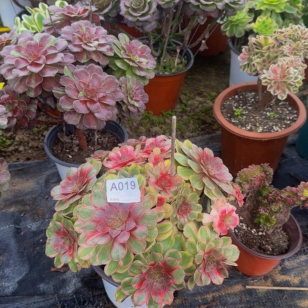 无花朵019万七彩法师