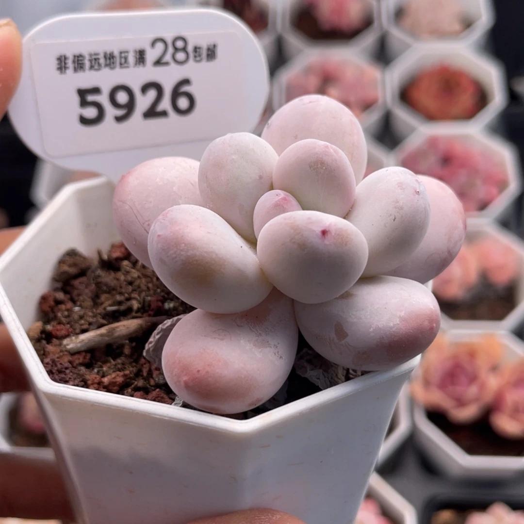 香水5926-5.5厘米