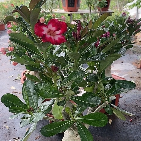 【闪购商品】无花朵貂*