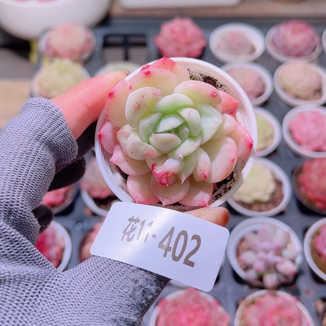 i**i花11-402新品单头