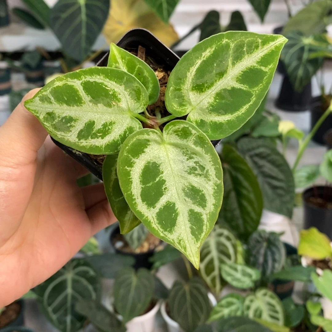 不开花植物32铜锣烧小苗