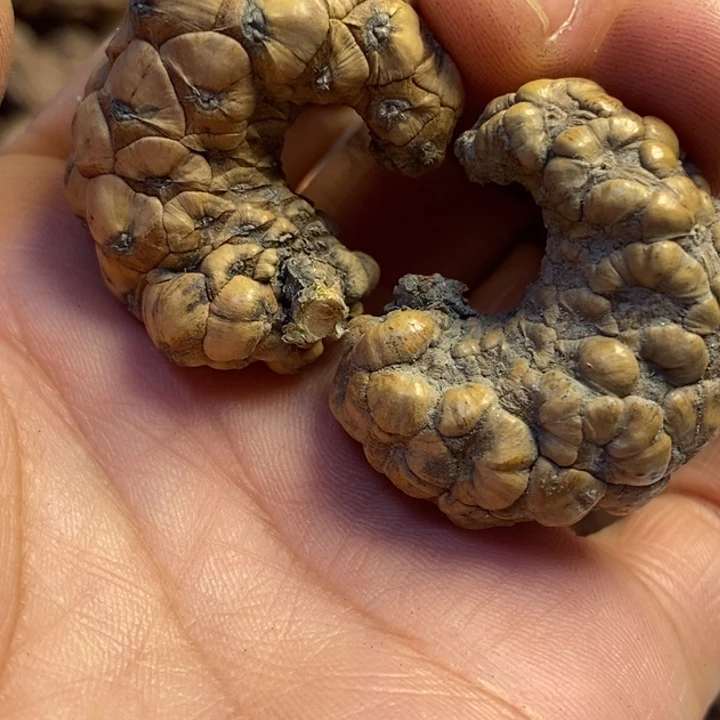 文玩核桃吊坠东北特产18