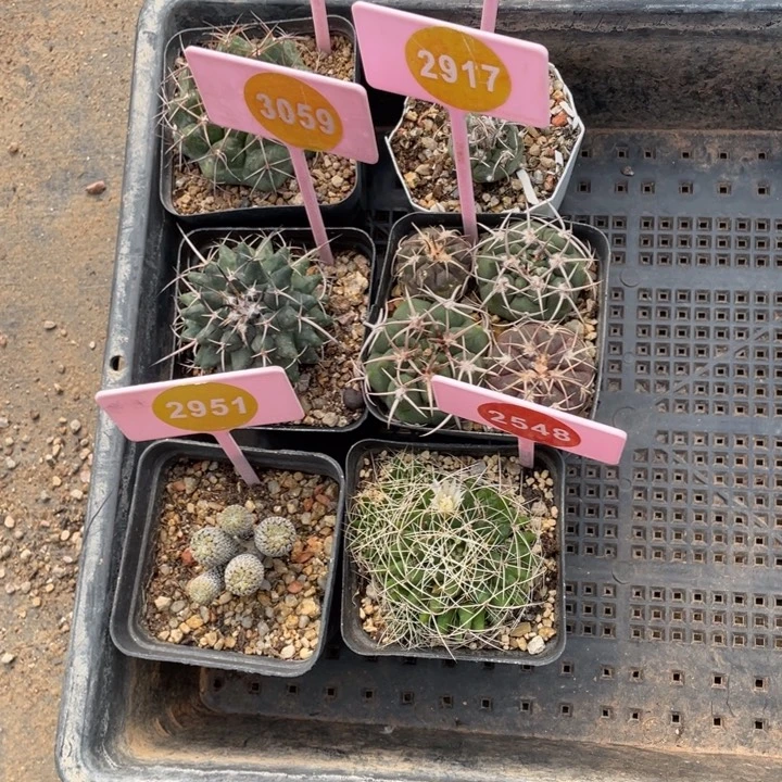 芸***姐实生仙人球6盒0329-0238-3059-2917-2951-2548