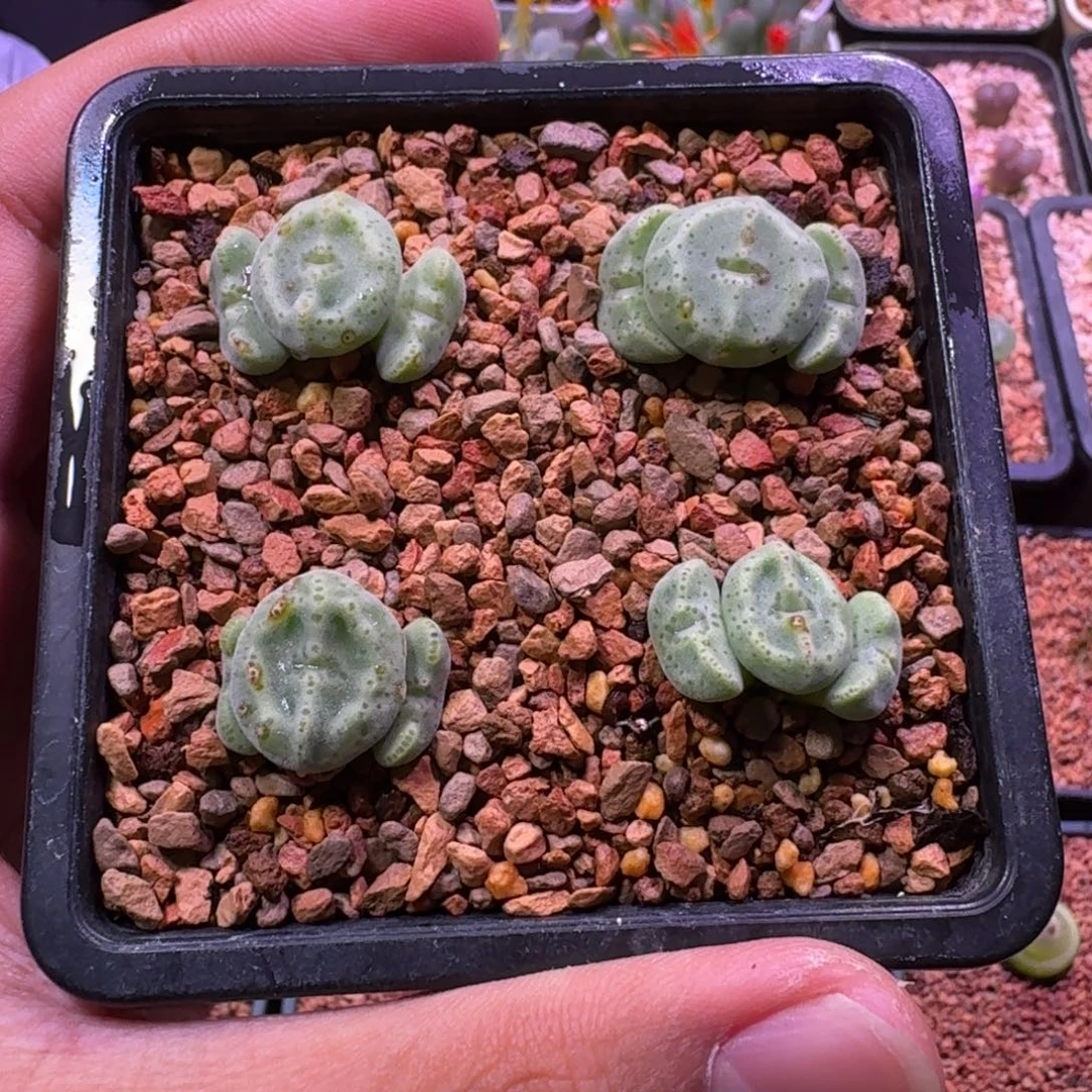 一***鱼云缦精品番杏12.18