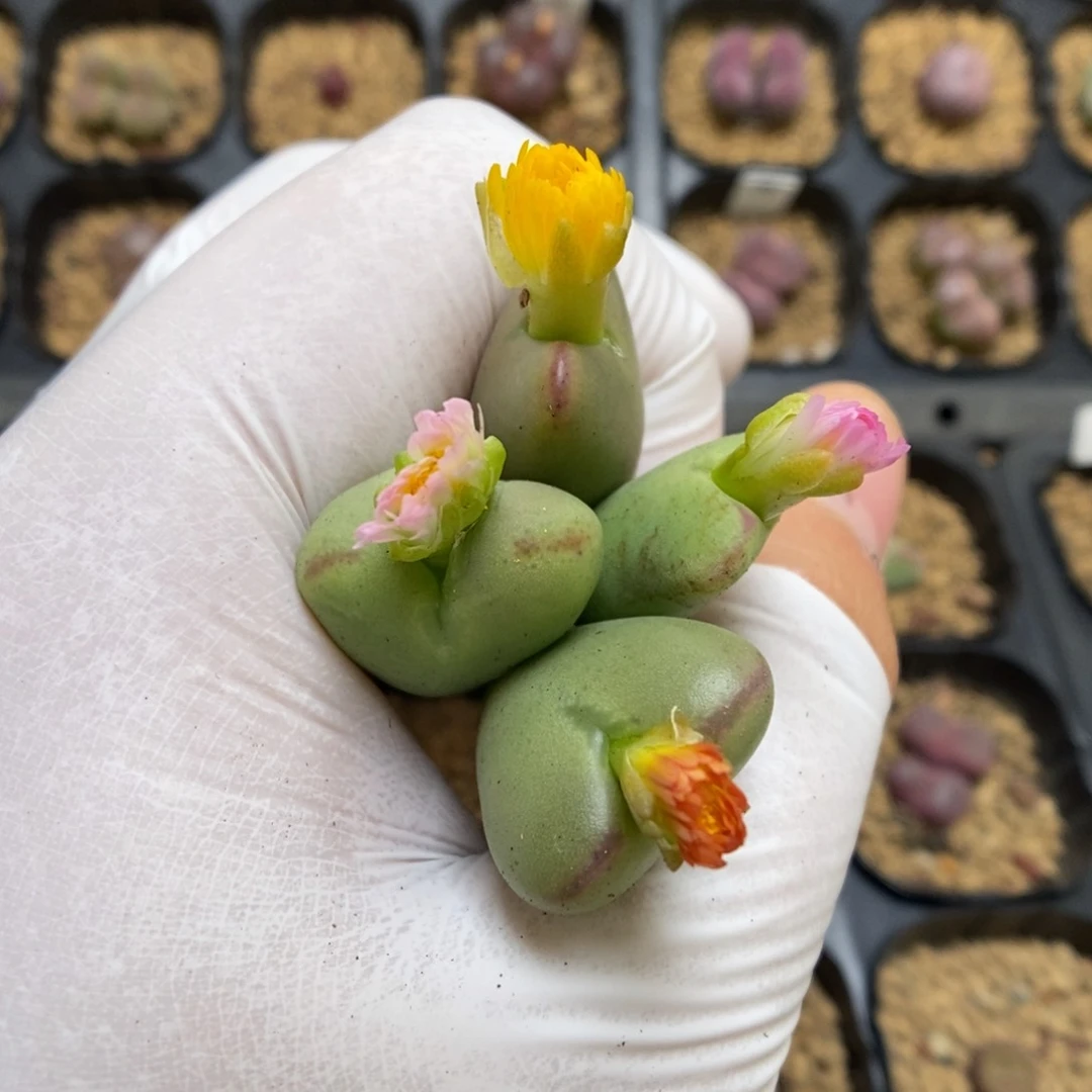 多肉植物肉锥杂交K-3470