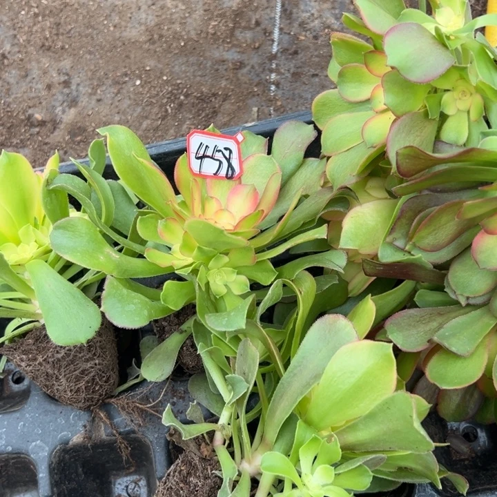 陈***彤多肉植物458不售后