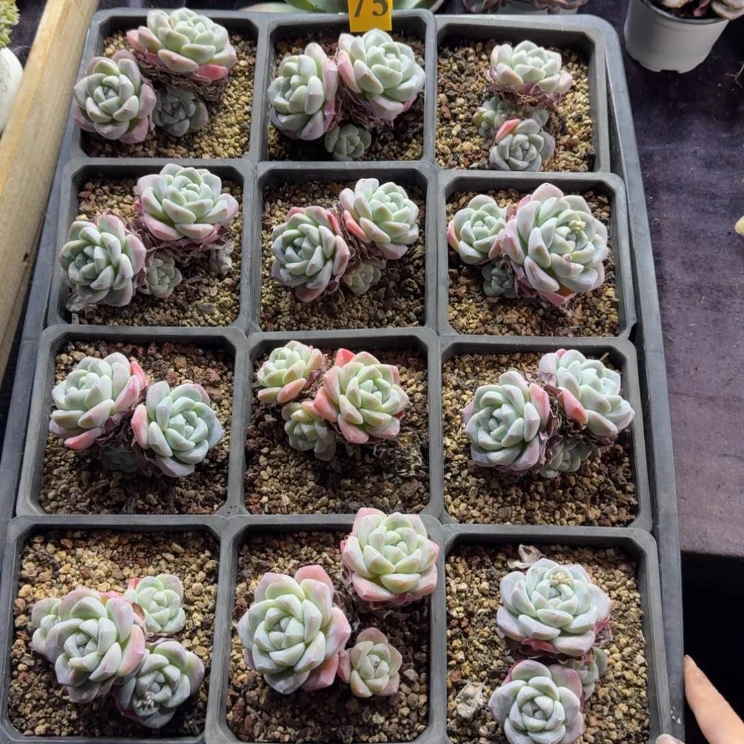 冰玉脱土发12颗75