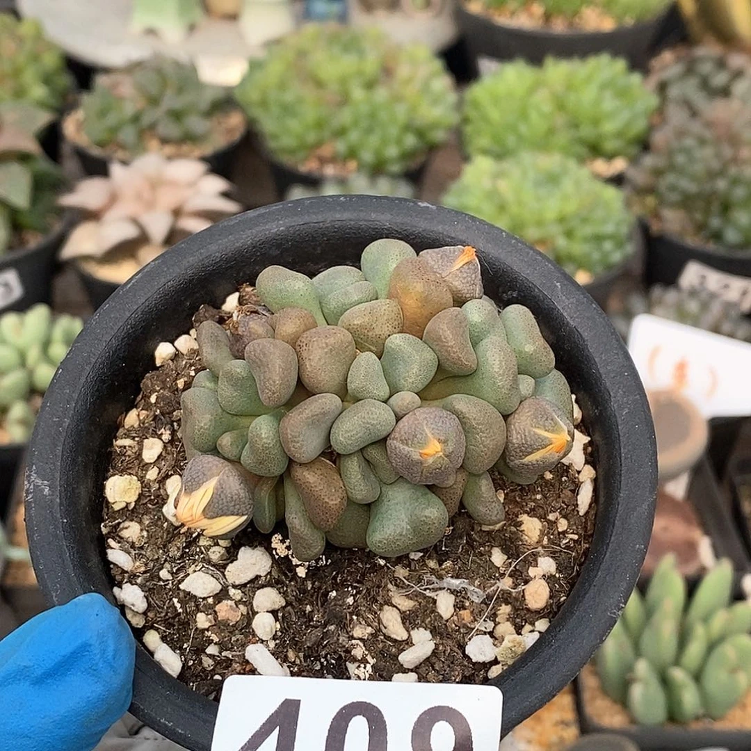 409 唐扇块根 带盆土