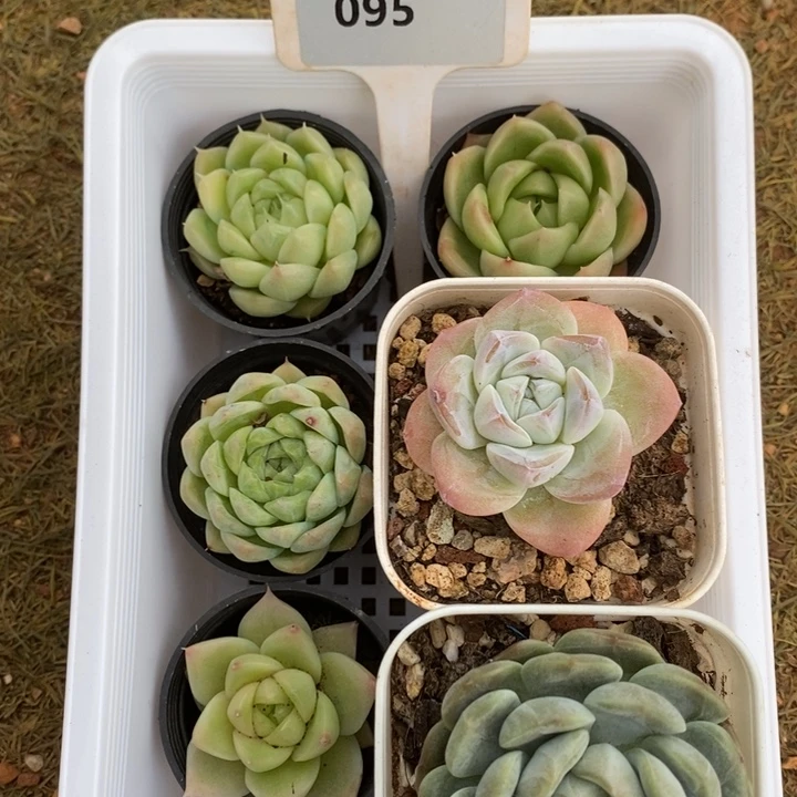 D095- 直播福利 六颗
