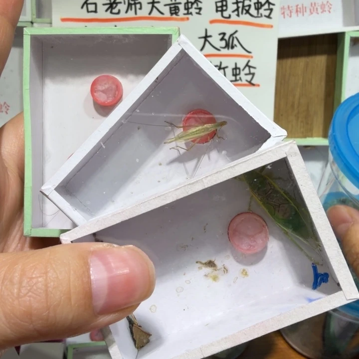 用***9鸣虫用具三盒包邮