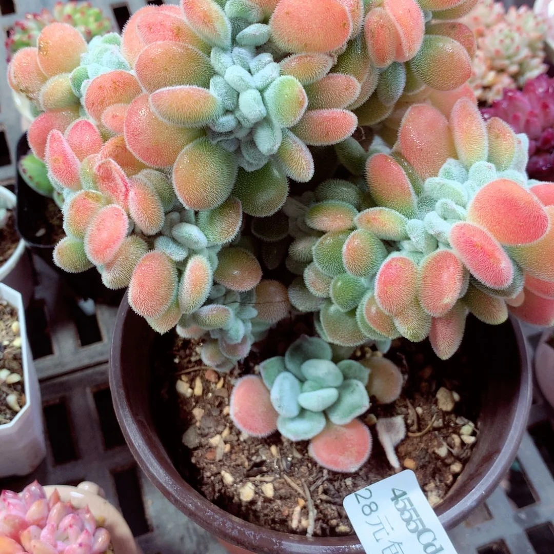 5厘米盆精控多肉4555