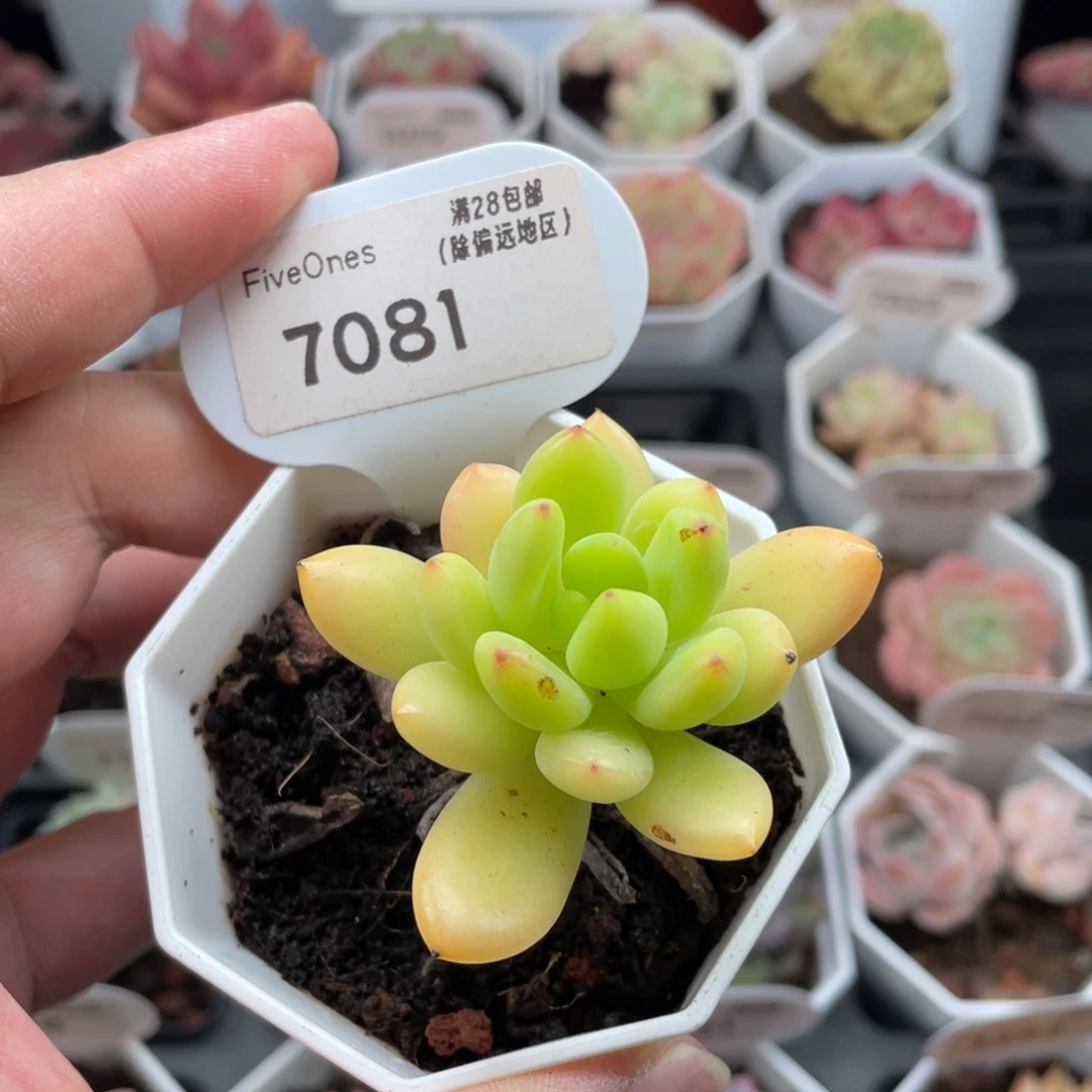 春萌7081-5.0厘米