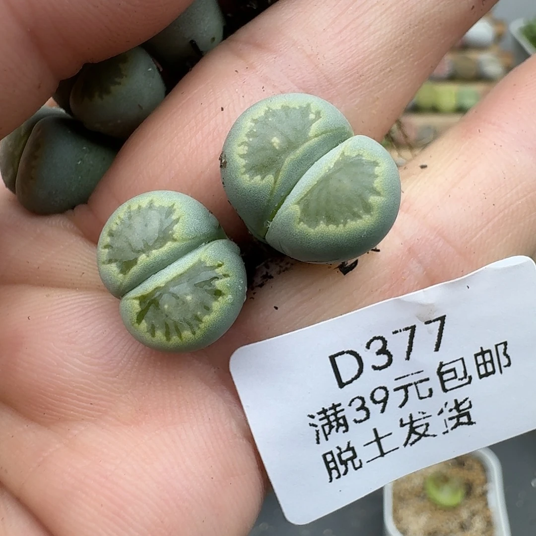 且***8377多肉哈哈哈哈哈哈哈