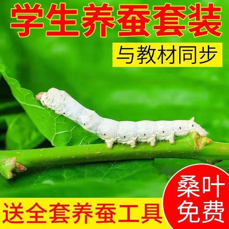 蚕宝宝学生养蚕套餐工具幼蚕蚕卵小蚕金丝七彩养蚕工具送新鲜桑叶