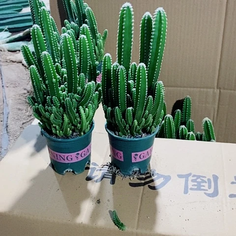 2颗万重山原盆发货