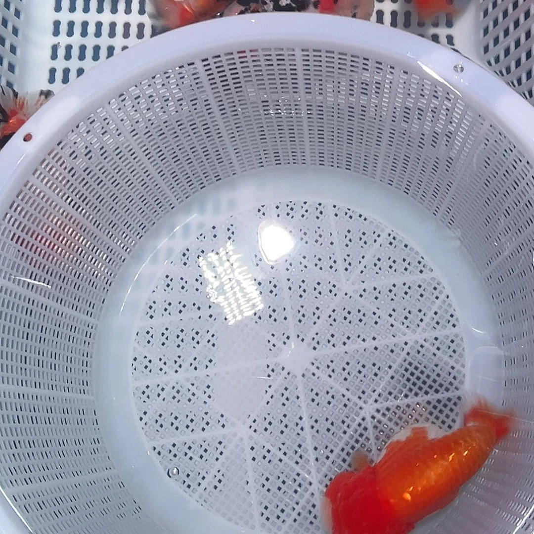 金鱼大头娃娃脸红白