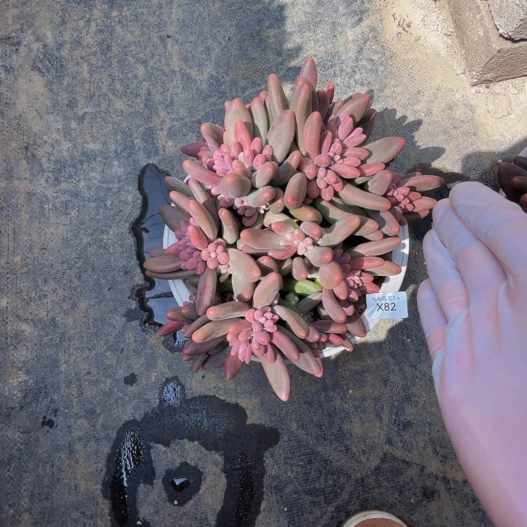 城*x x x x x x x 82