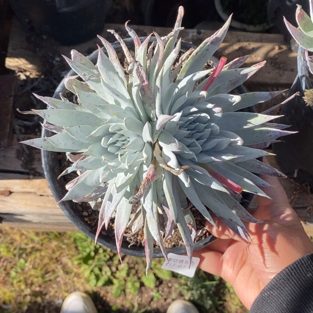 61号莫然伊粗腿子