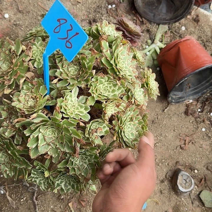 ****️836碧浪多少哦哦哦哦