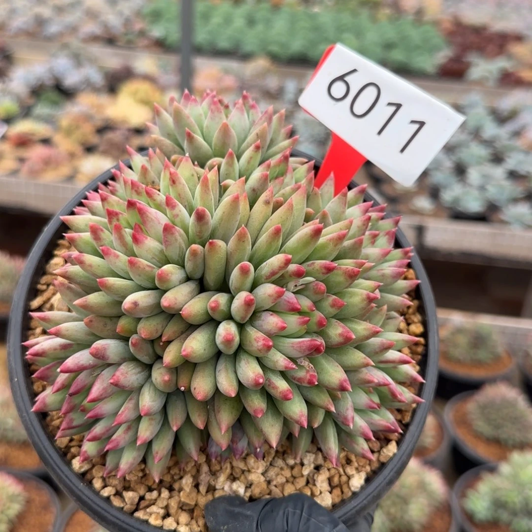 6011。      二代虞