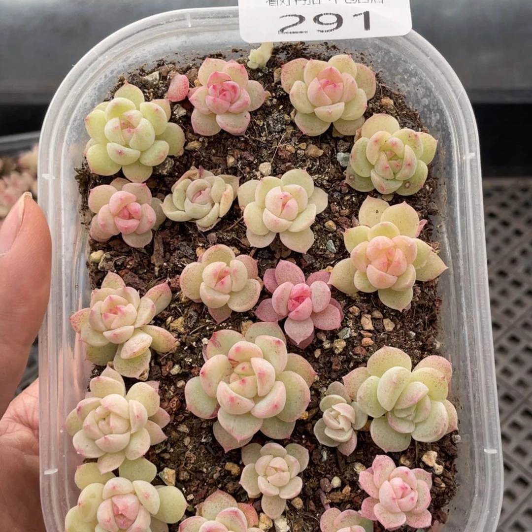 云糖心多肉植物291