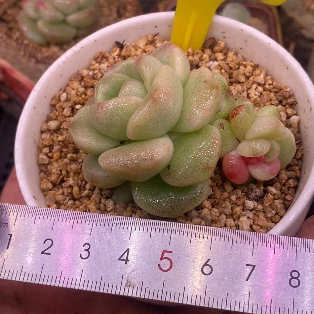 515冰玉石化红锦朵朵