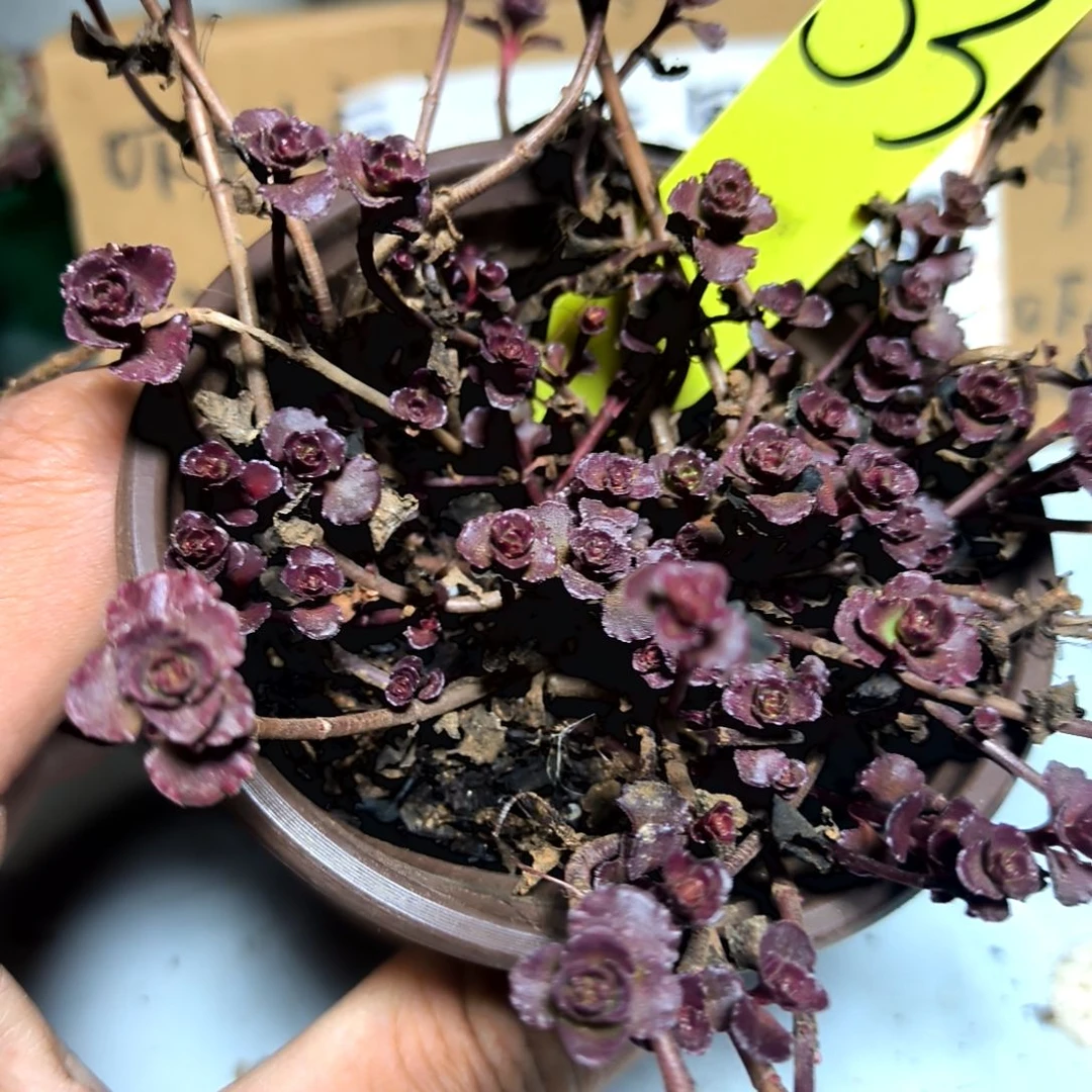 满6元包邮，53号小球玫瑰