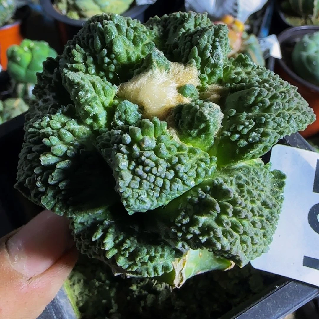 哥怒231仙人球开花