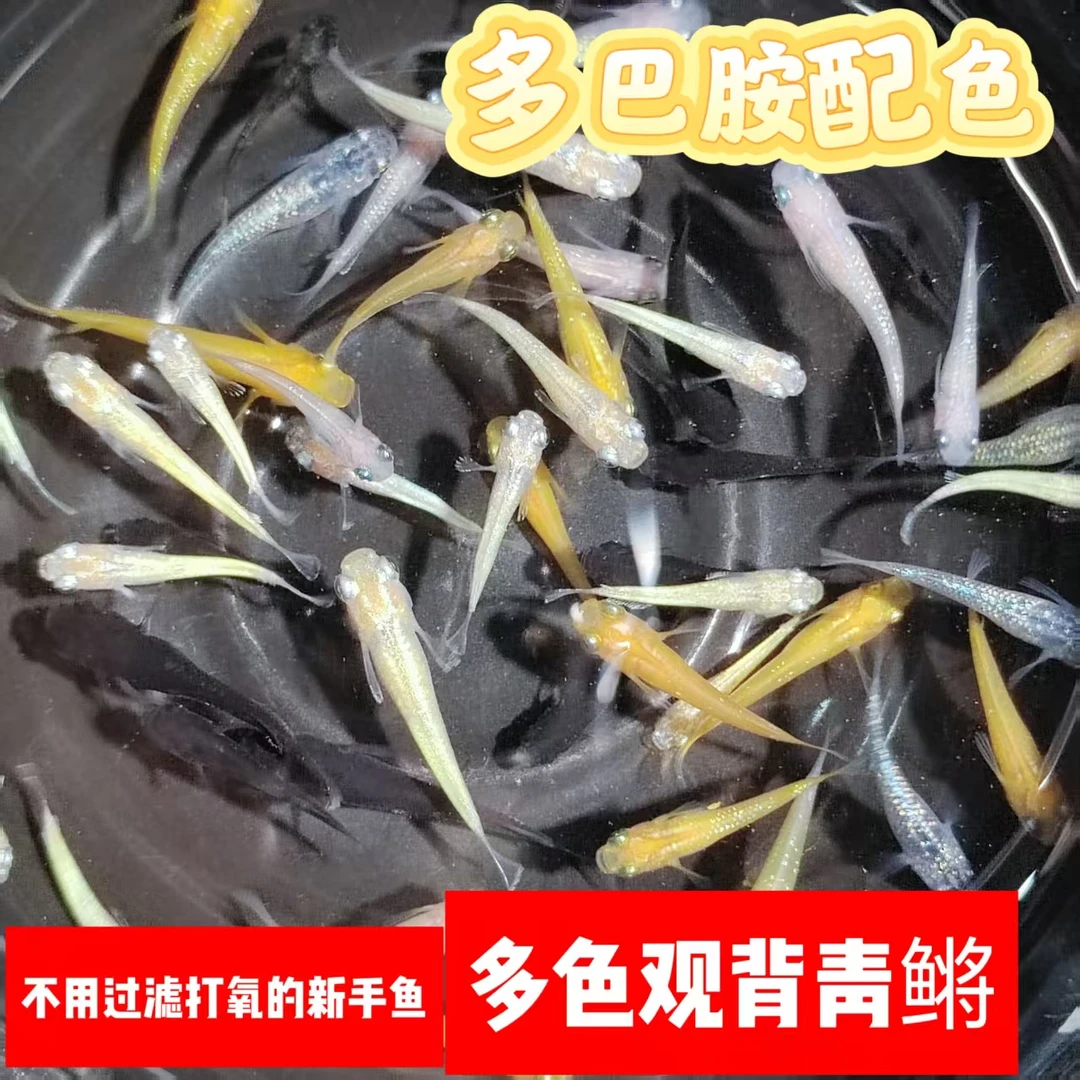 压成马卡龙色系观背青鳉鱼好养耐活无需打氧过滤多彩小型观赏鱼