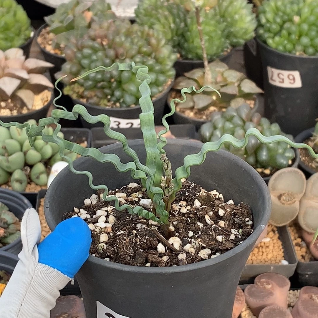 283 海带弹簧草 带盆土