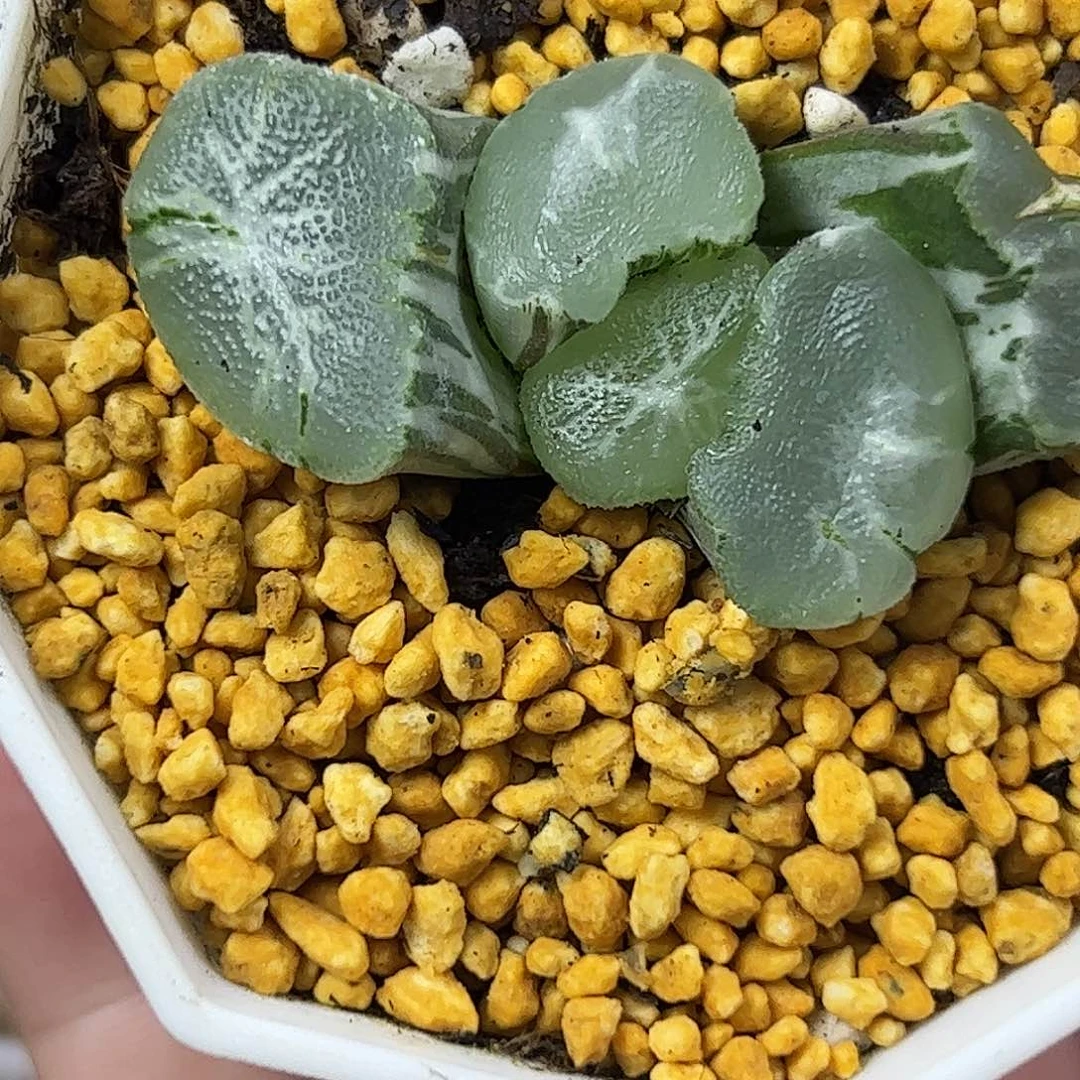 街***爷望乡锦十二卷多肉植物