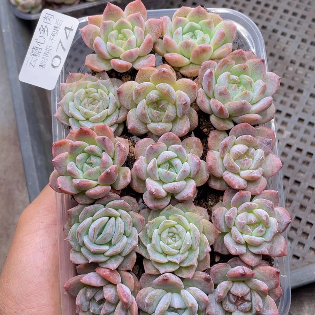 云糖心多肉植物74