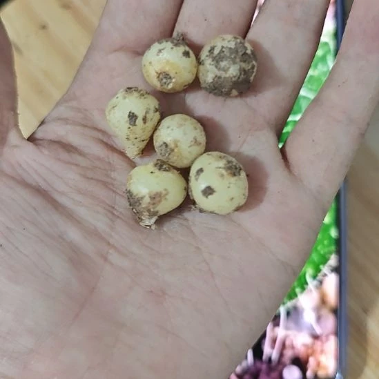 毛叶立金花，一颗价，球根！！