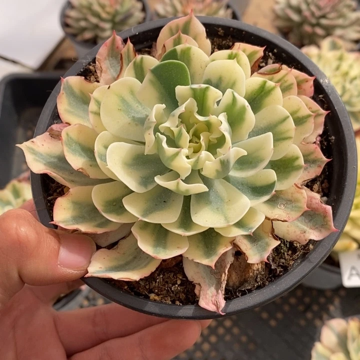 海啸多肉植物A2192