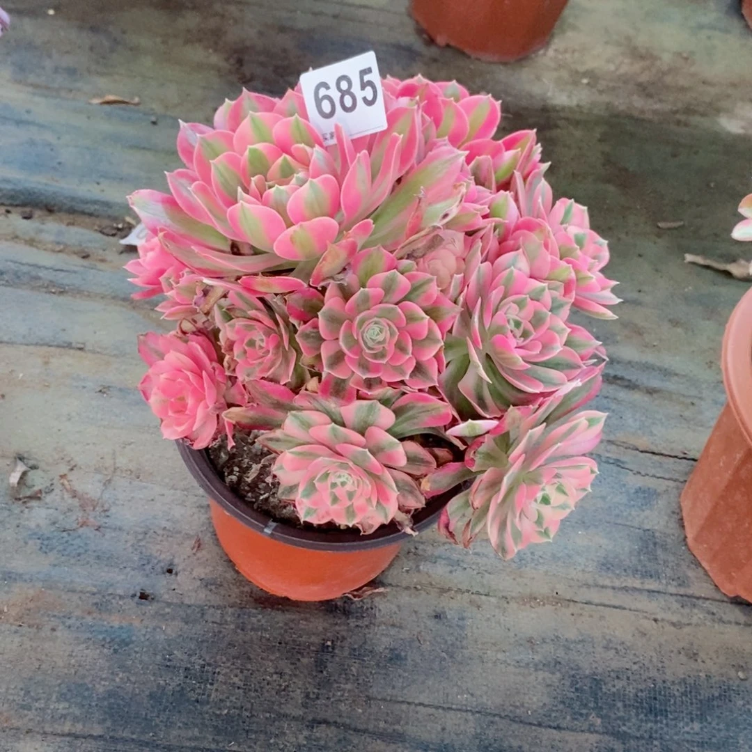 眼***光粉女巫685多肉1111