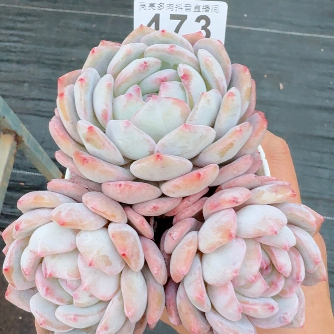 橙梦露三头福利         精品多肉