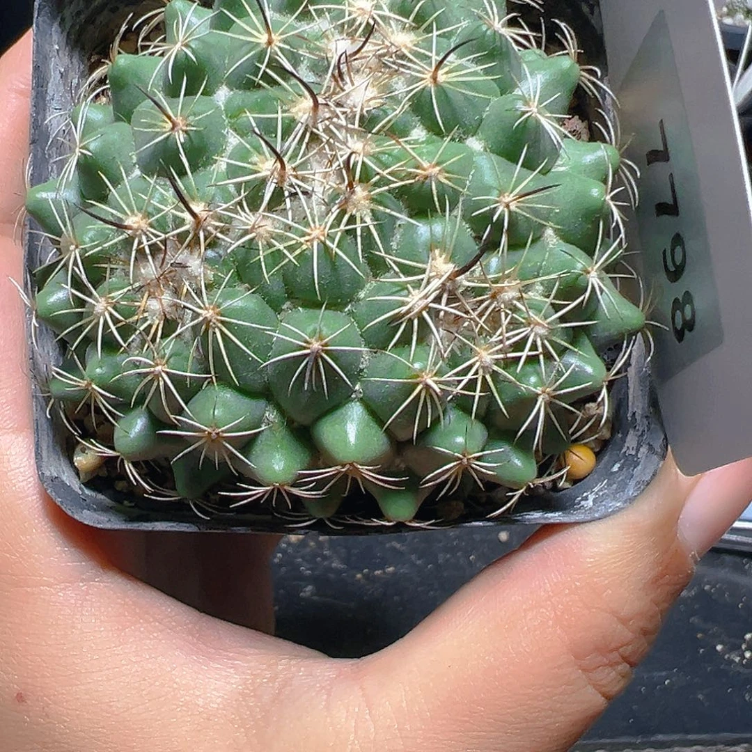7798古镜缀化实生裸根发
