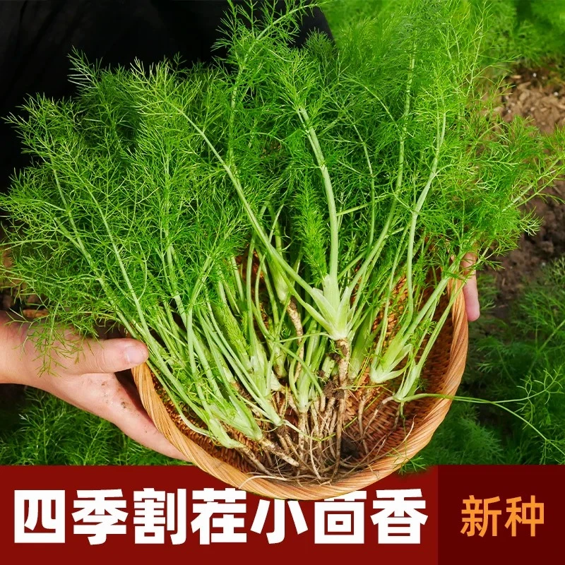 四季割茬茴香种子蔬菜茼蒿种子